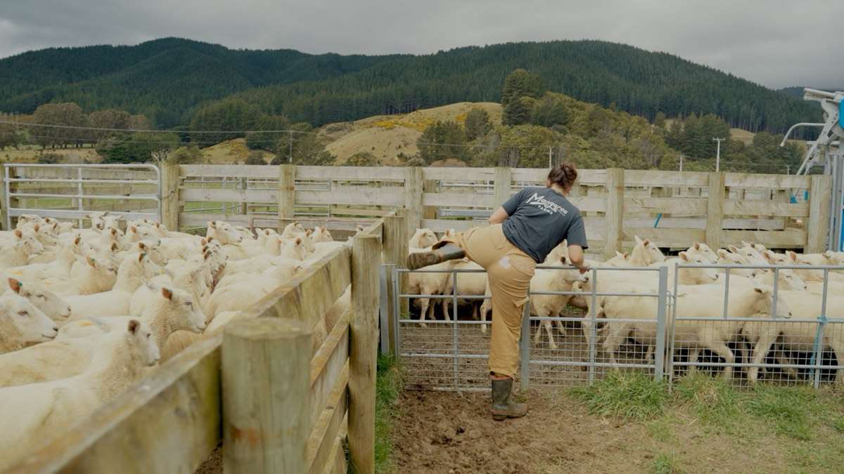 The farm crew working sheep in the yards