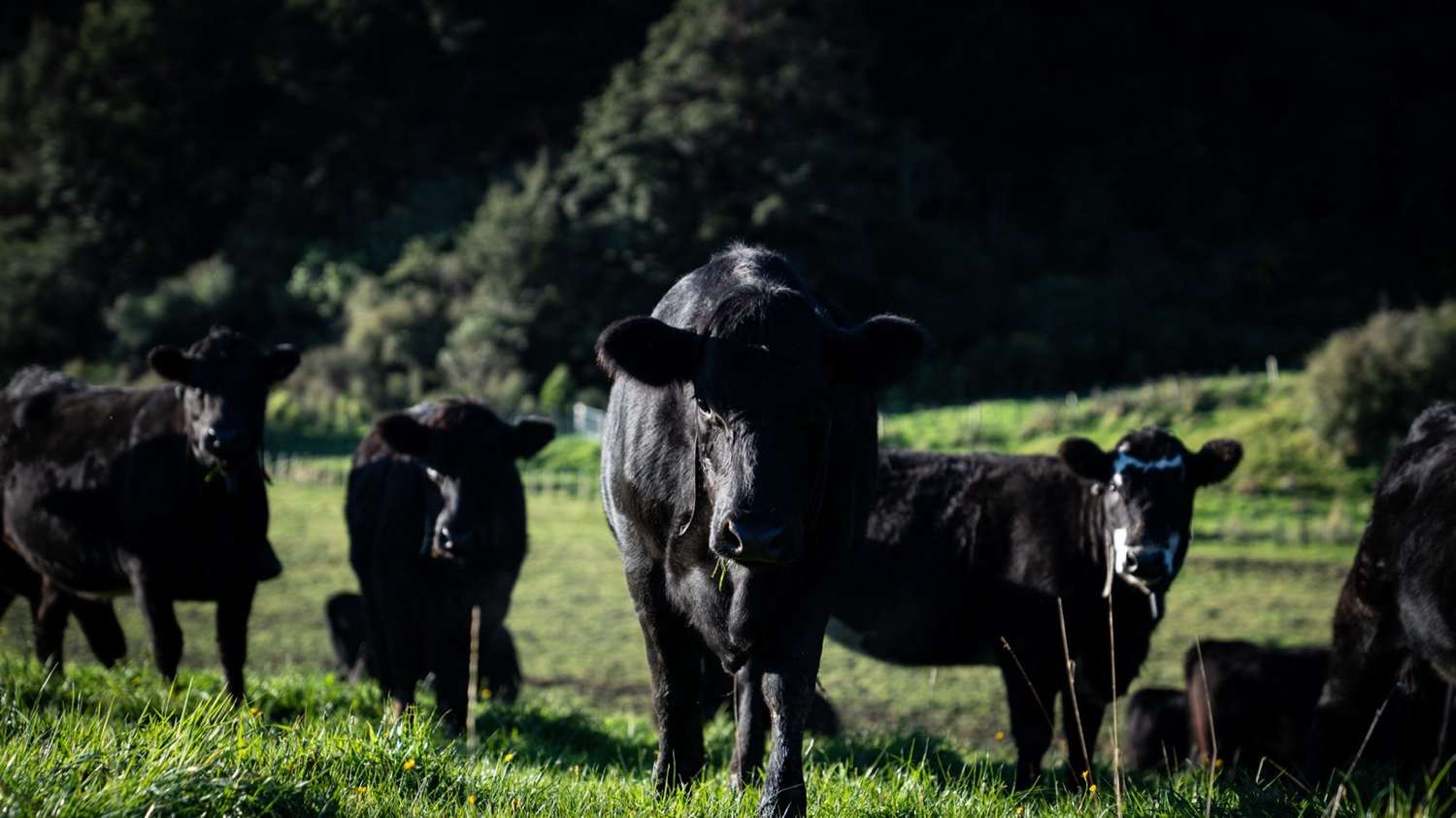 The cattle herd on the Mangaroa hills