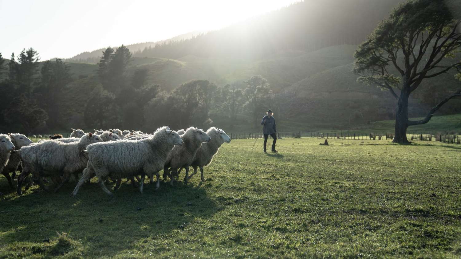 Mustering sheep in the Mangaroa Valley at golden hour