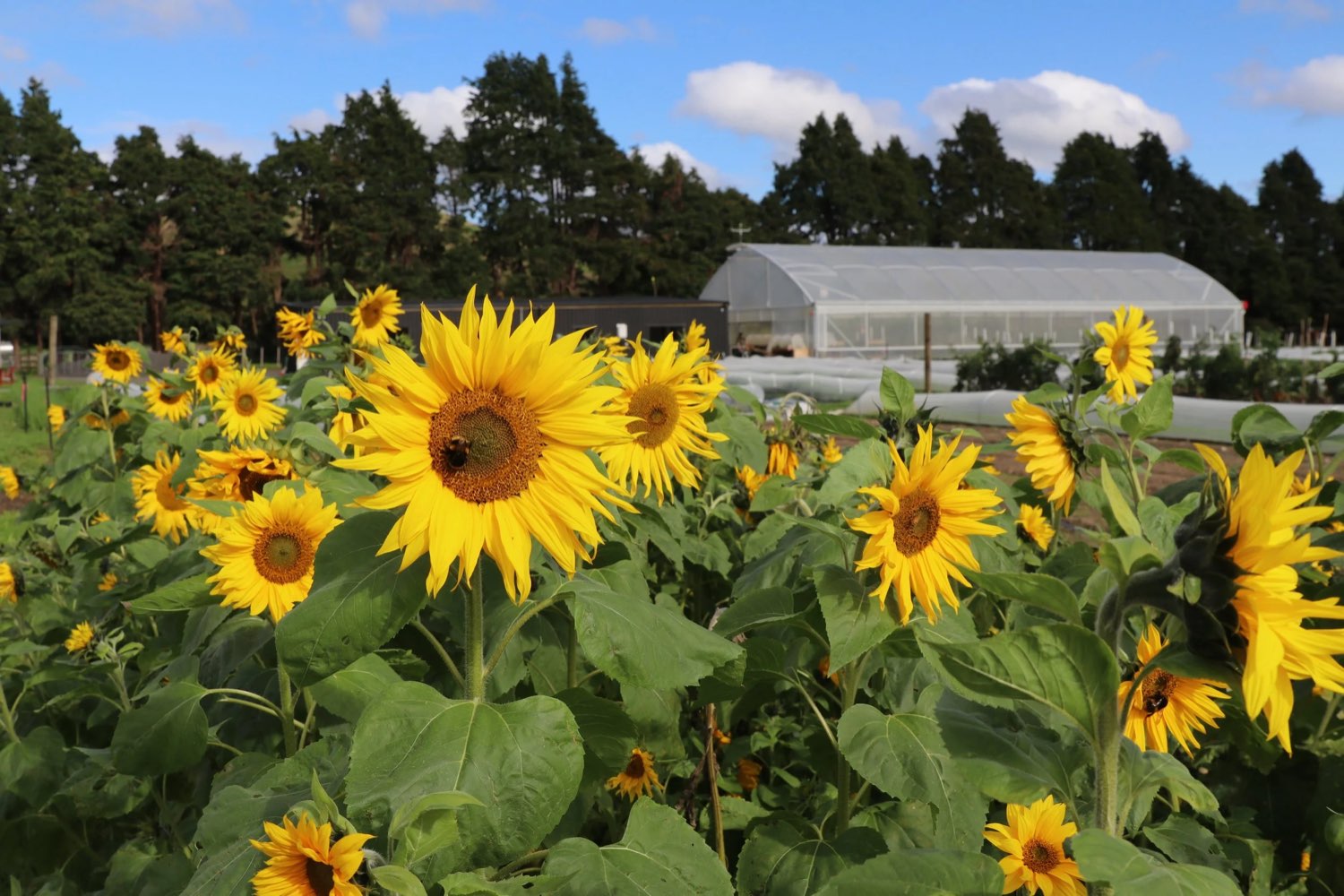 Sunflowers and glasshouse in the market garden